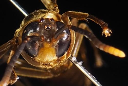 Apoica pallida
